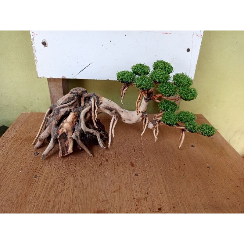 bonsai aquascape mini