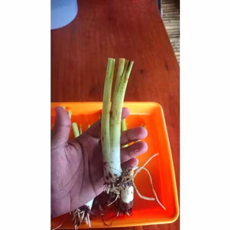 Bibit Talas Beneng / Talas Gajah / Talas Jumbo || harga per pcs