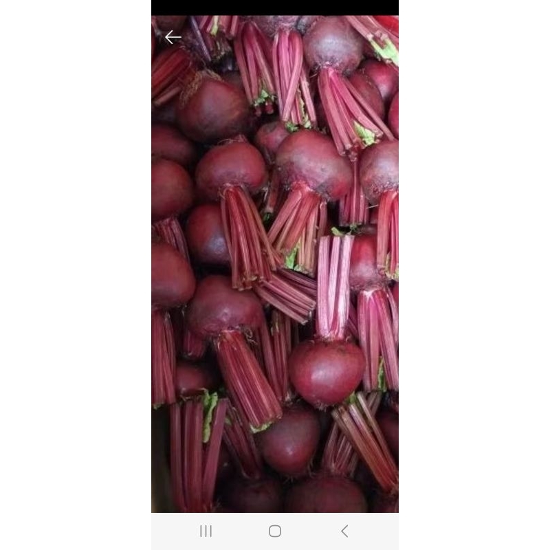 

bitroot buah herbal anti kanker 1kg