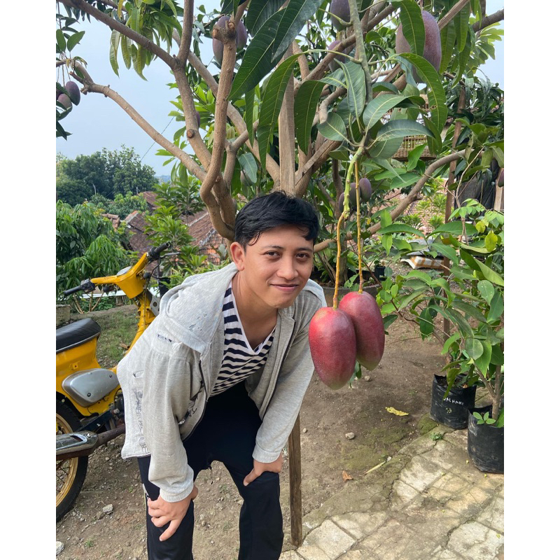 planterbag mangga yuwen 6