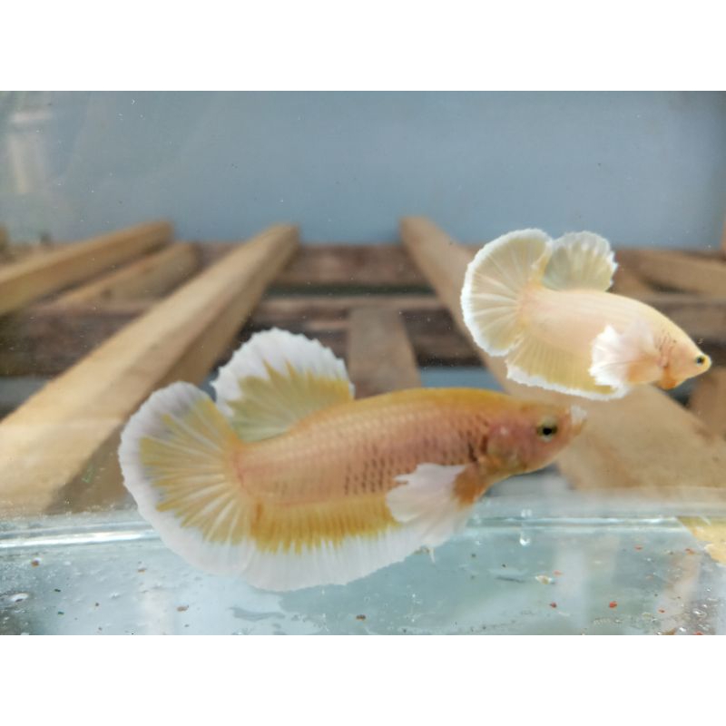 cupang dumbo ear sof gold betina hiasan paket 15e