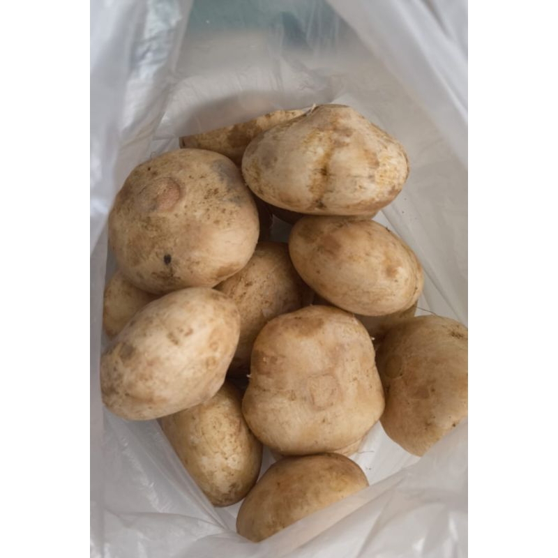 

buah Bengkoang Super 1 Kg