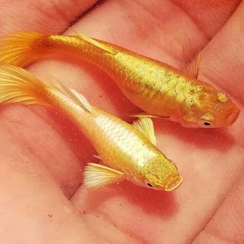 IKAN GUPPY AFG (ALBINO FULL GOLD)
