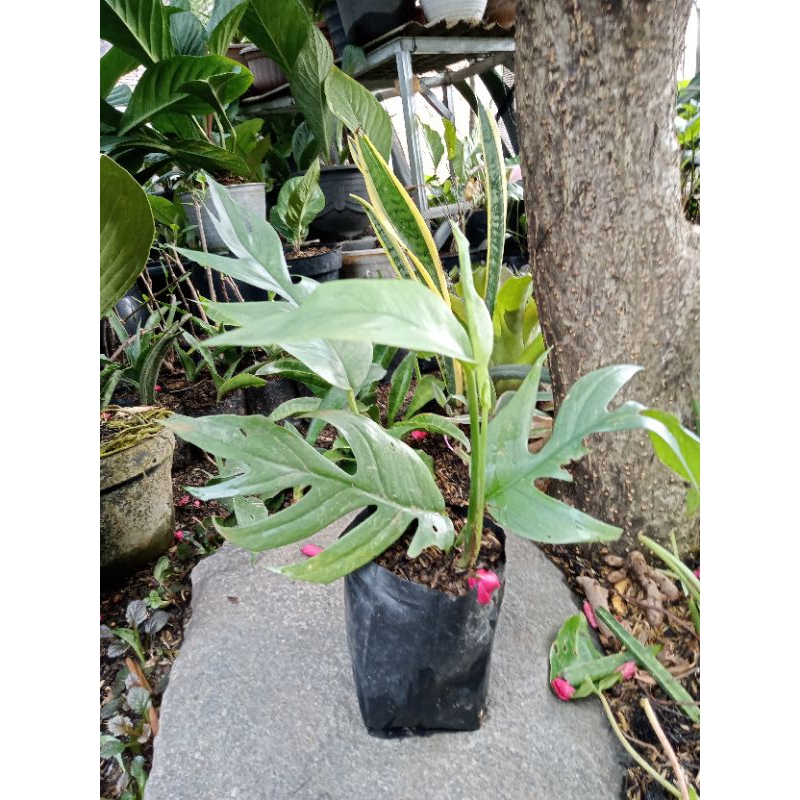 Epipremnum cebu blue