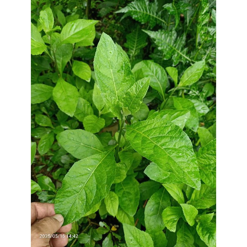 

daun Afrika segar 250gr langsung petik segar