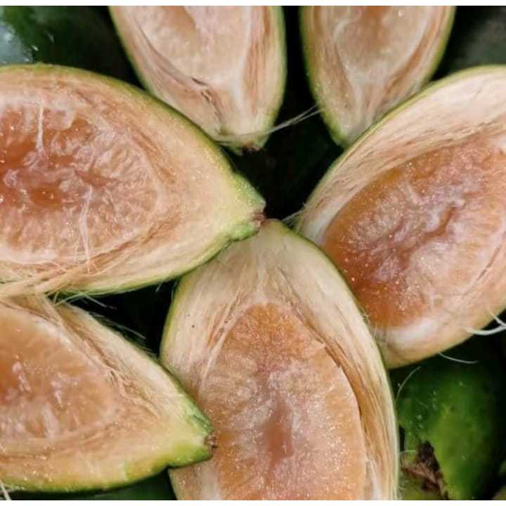 

500 Gram Buah Pinang Segar/Jambe Muda Segar Alami