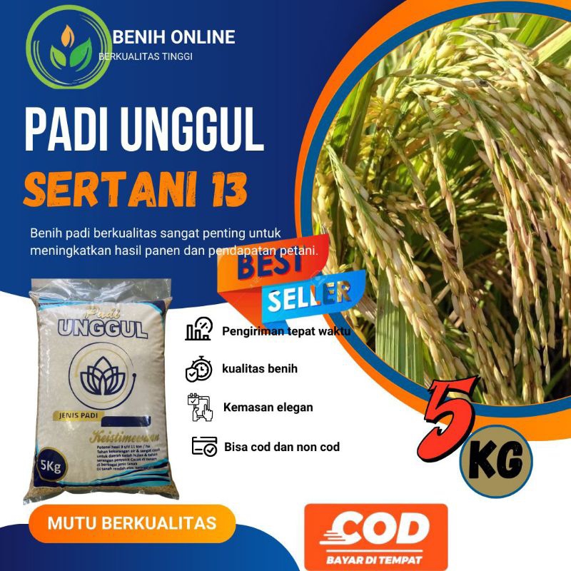 padi unggul sertani 13 a kemasan 5 kg