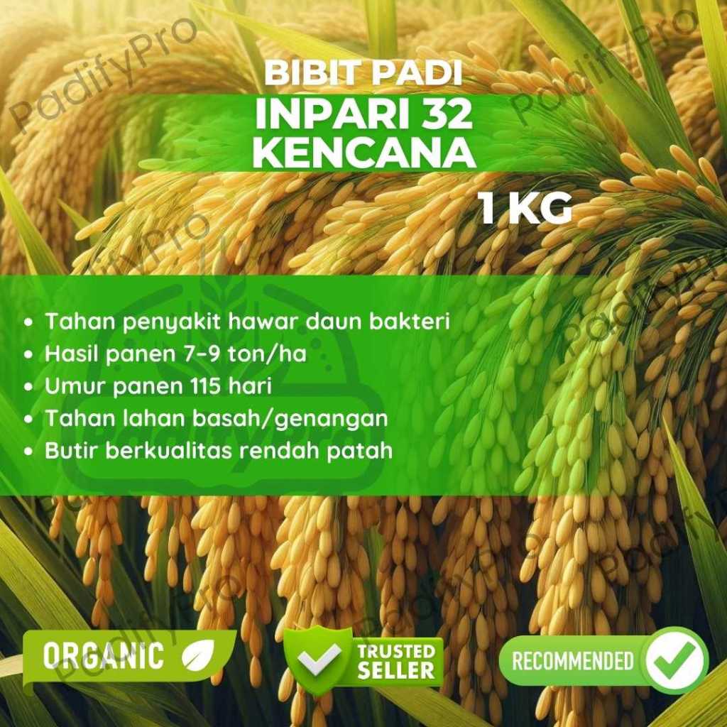 

Bibit Padi Inpari 32 Kencana Produktivitas Tinggi Tahan Penyakit Kemasan 1kg
