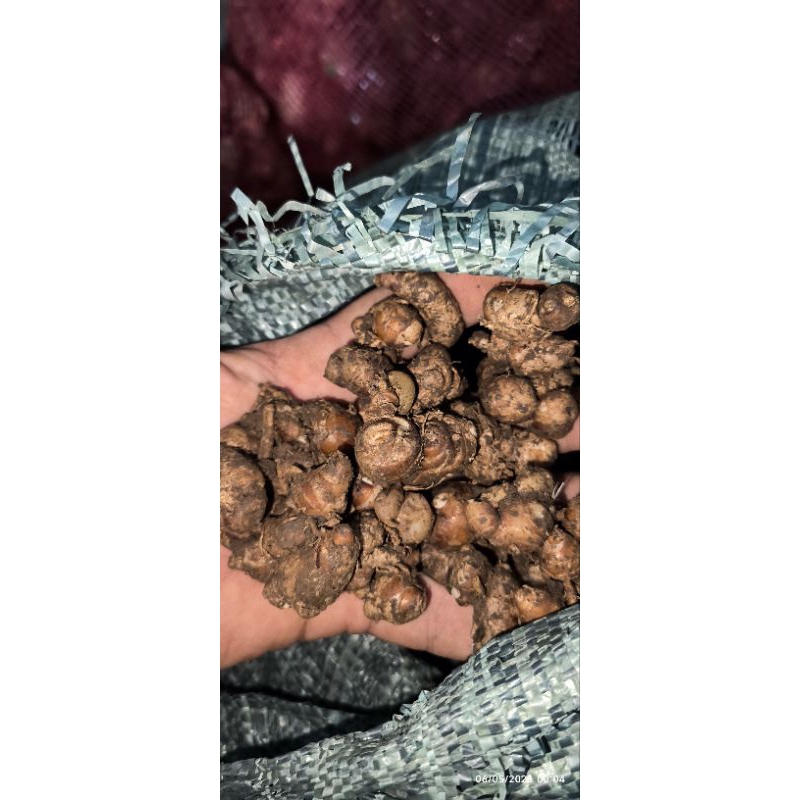 

kencur jamu 1kg