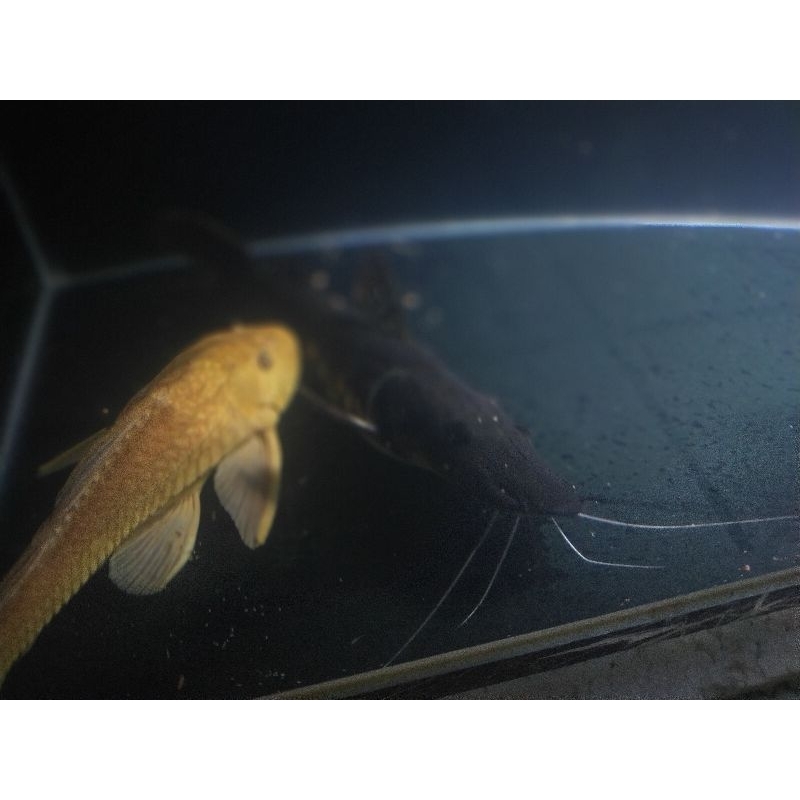 Tiger shovelnose catfish (TSN CATFISH)