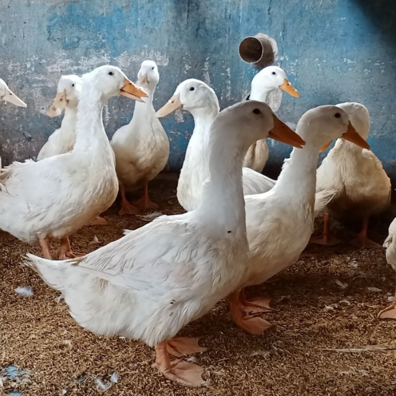 

Telur bebek peking untuk ditetaskan