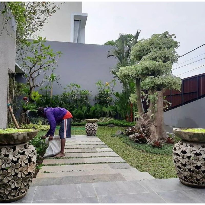 Taman pohon randu varigata