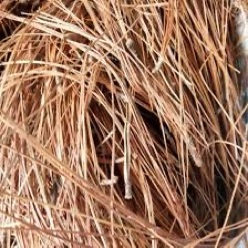 

daun pinus kering 1000gram