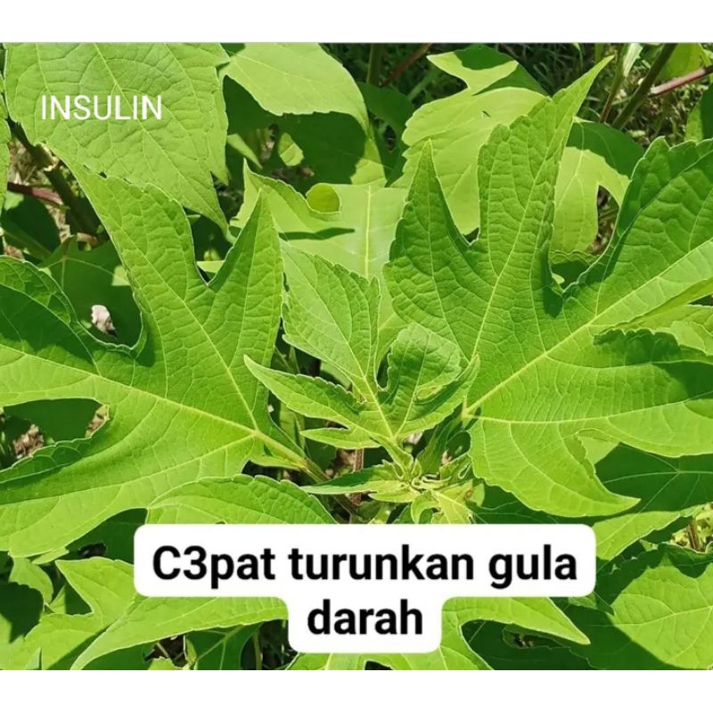 

daun insulin /burba