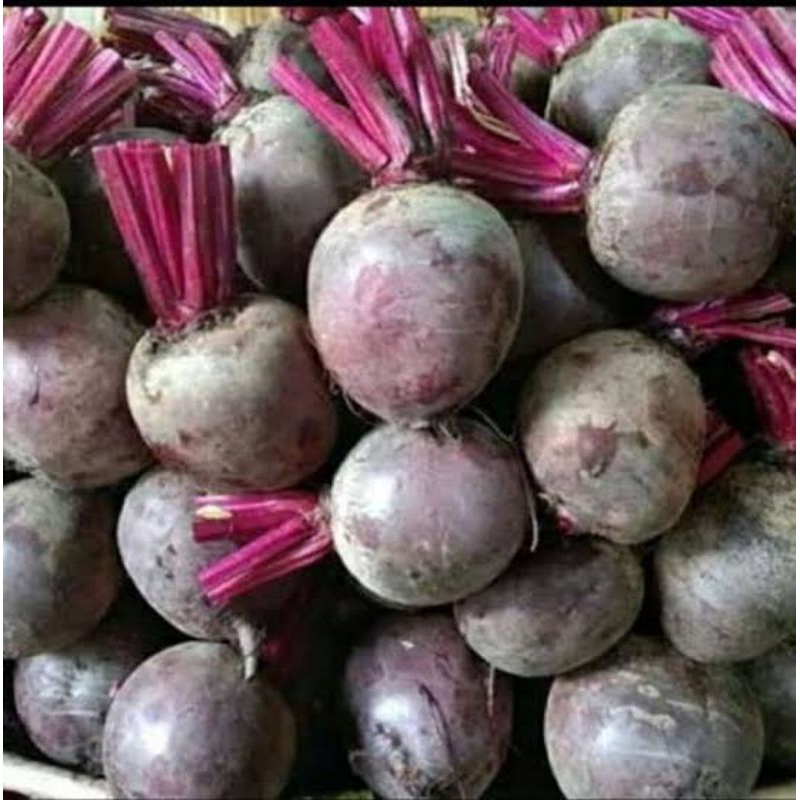 

GROSIR Buah Bit / Beetroot Grade A Premium Fresh