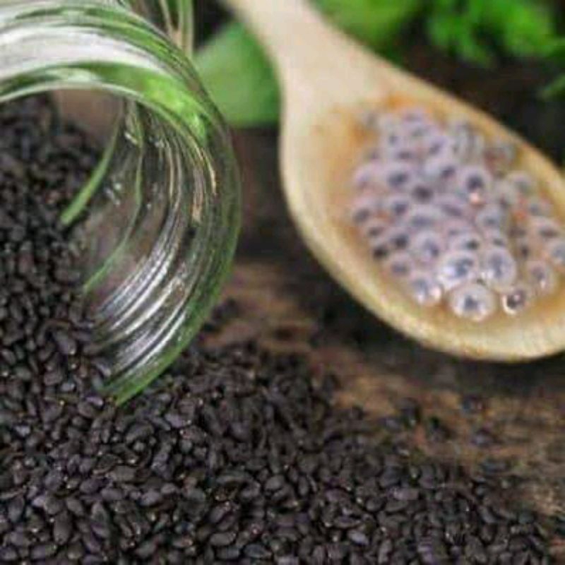 

BIJI SELASIH 1KG HARGA GROSSIR