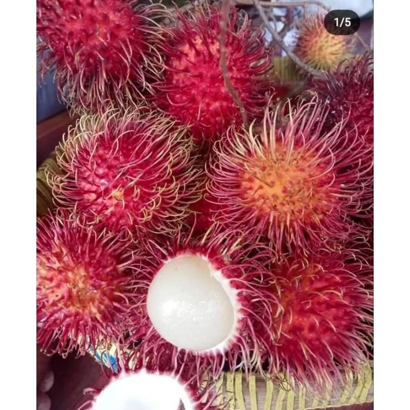 Bibit Rambutan Macan Hasil Okulasi / Cangkok