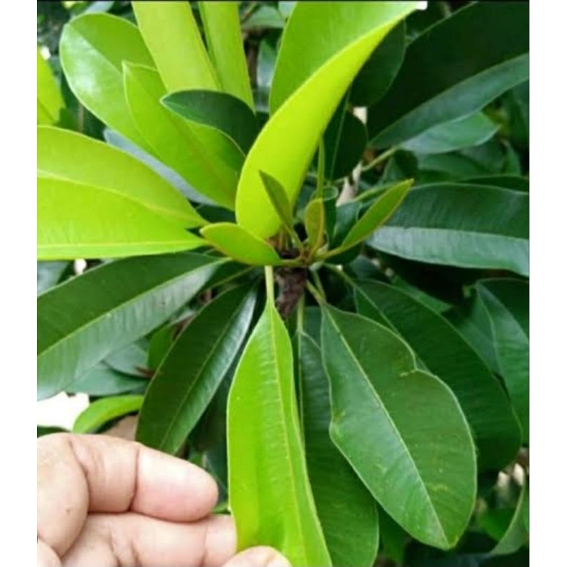 

Daun sawo segar alami 20 lembar