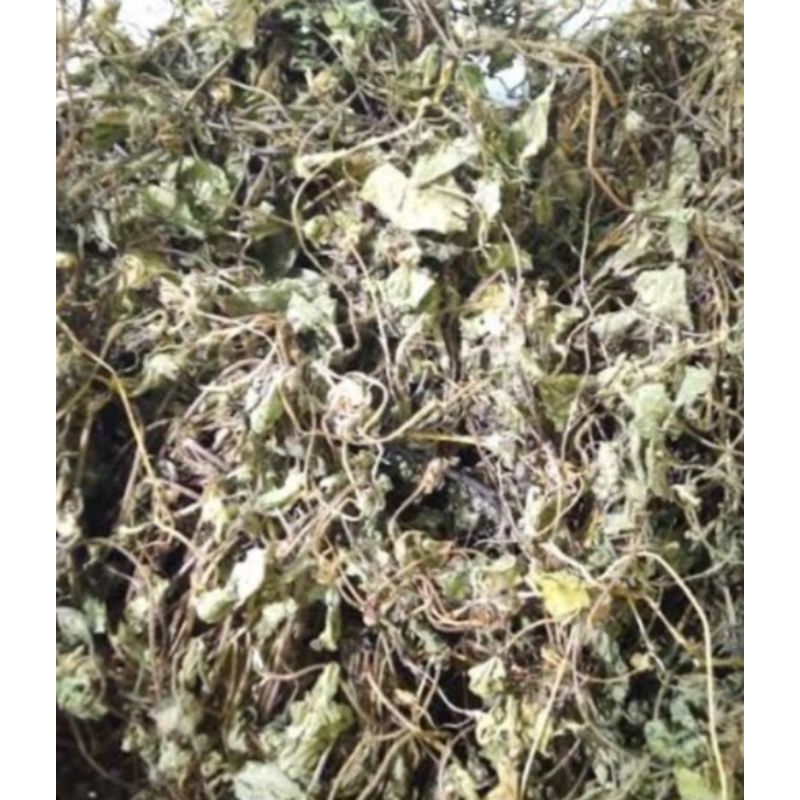 

Jual antanan atau pegagan kering organik 250 g