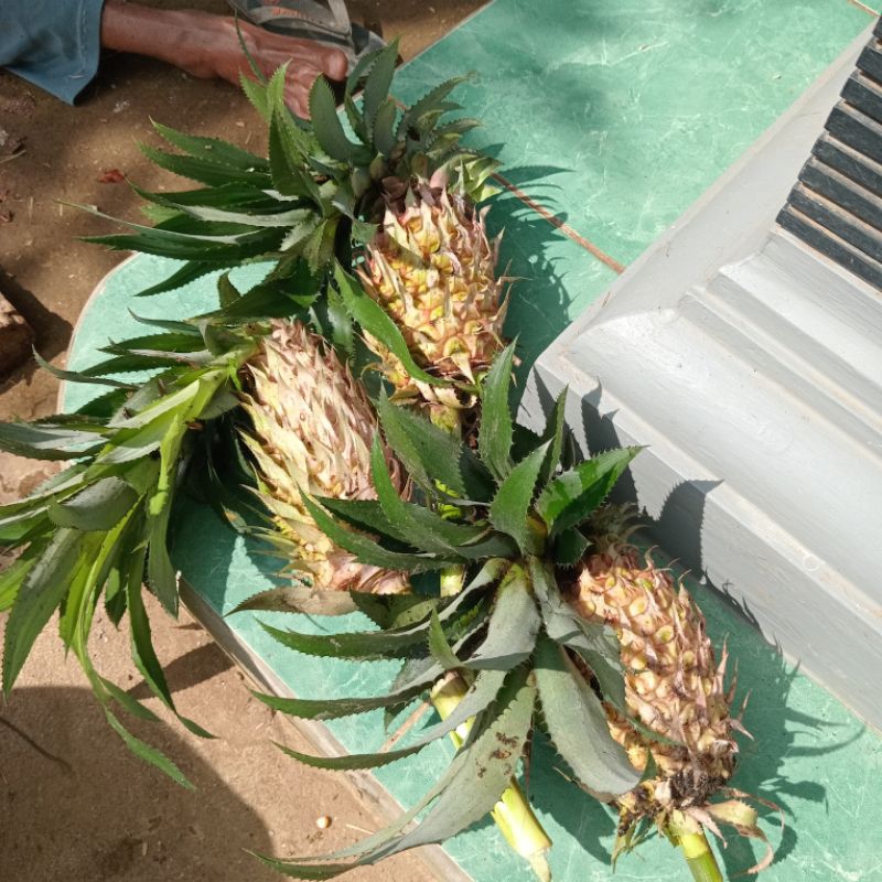 

Jual nanas merah atau nanas sabrang 1kg