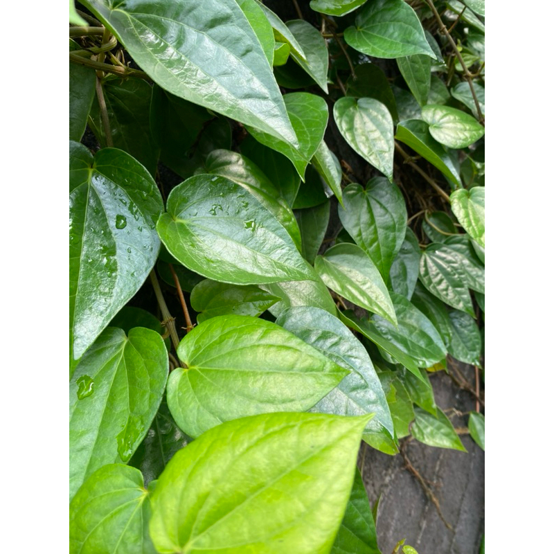 

Daun Suruh Hijau/Daun Sirih Hijau Temu Rose