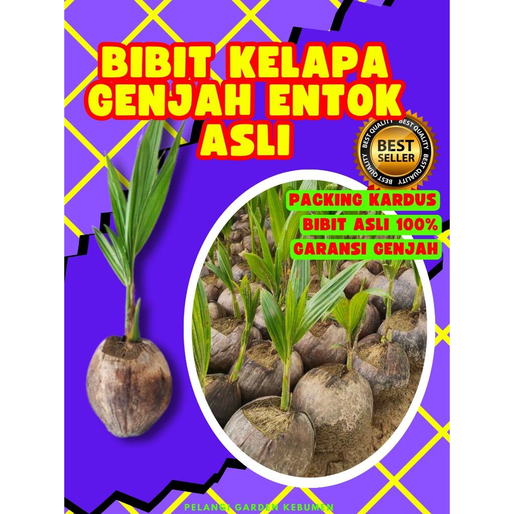 CEPAT BERBUAH.. Benih Kelapa Besar, Benih Kelapa Bonsai, Benih Kelapa Buah Besar