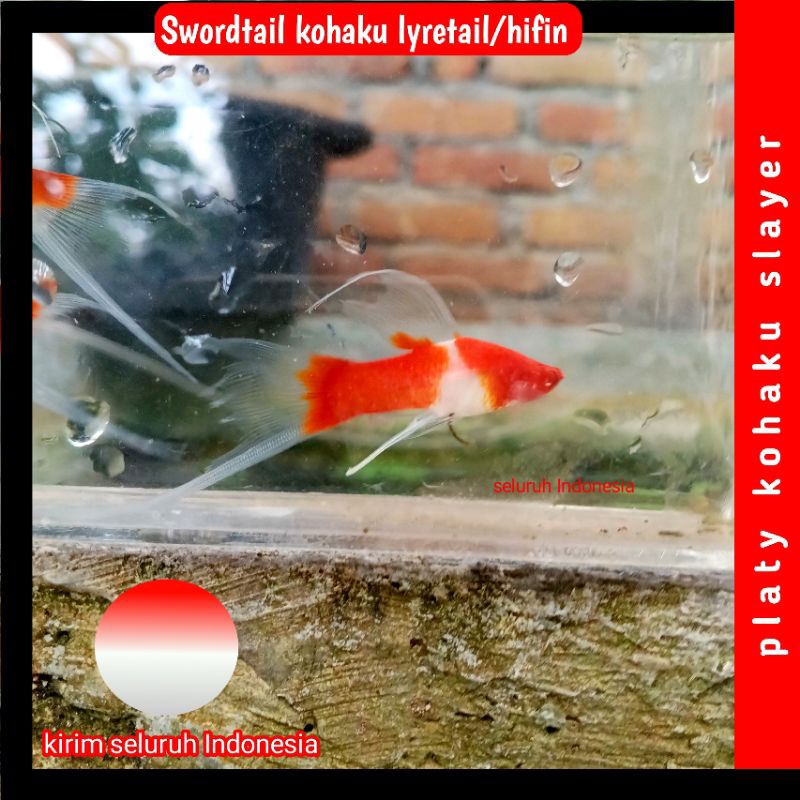 PLATY KOHAKU LYRETAIL/SLAYER