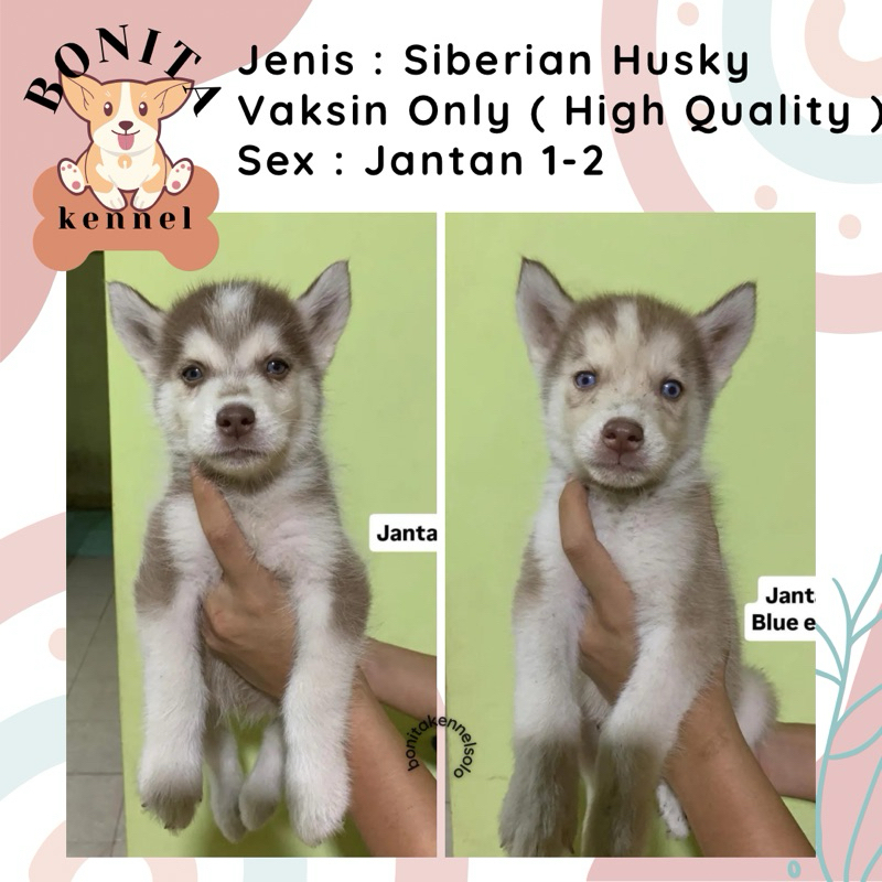 Siberian Husky Non Stambum Anak Anjing Husky Jantan Betina Siberian Husky