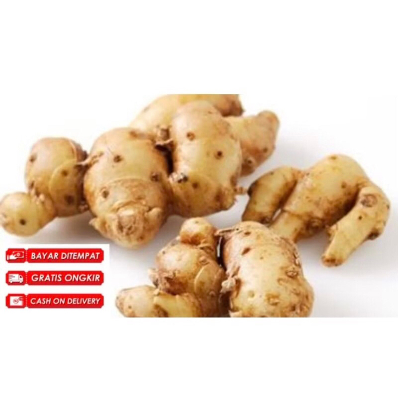 

kencur segar kencur fresh kencur 1kg