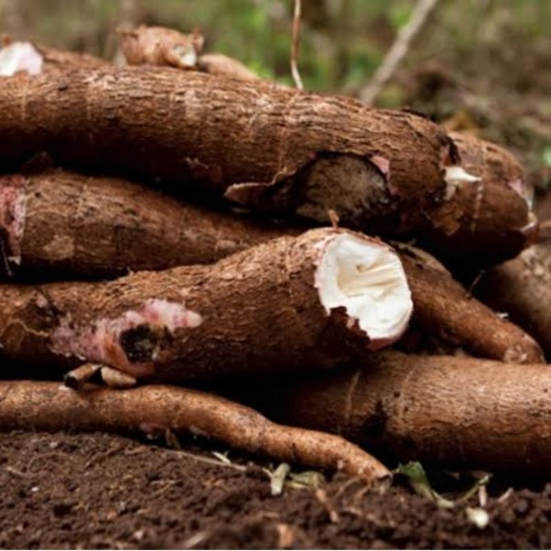 

Singkong Kulit Mentah 500gr Fresh Segar Promo Termurah Hemat Harga Terjangkau