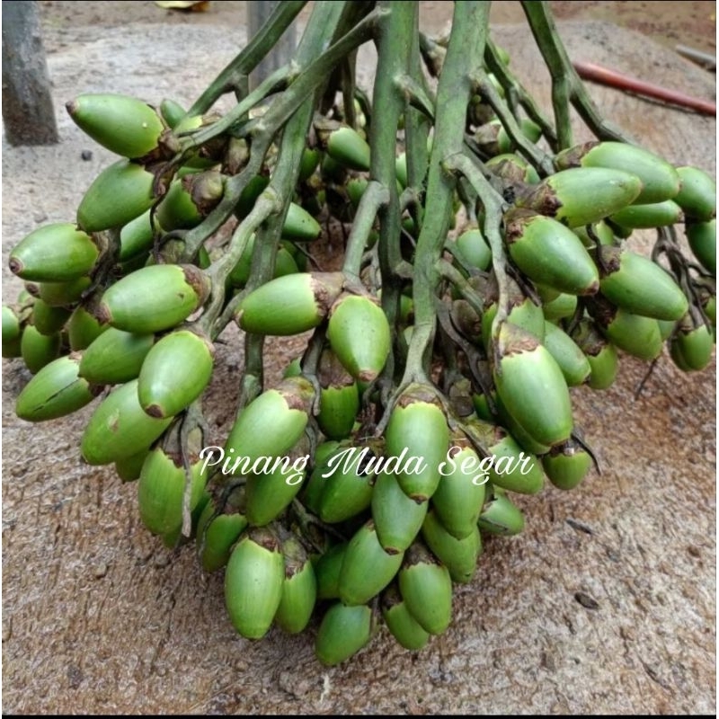 

Pinang Muda Segar Berkualitas terbaik 1 kg