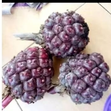 

honje laka merah/buah honje laka asli