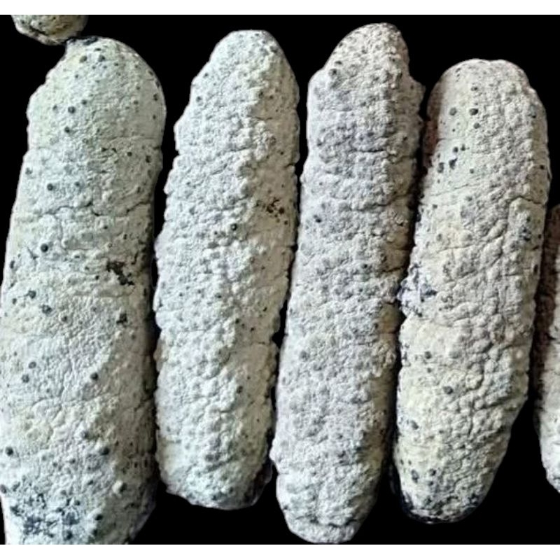 

Teripang Gamat Bantu Export 500 gram
