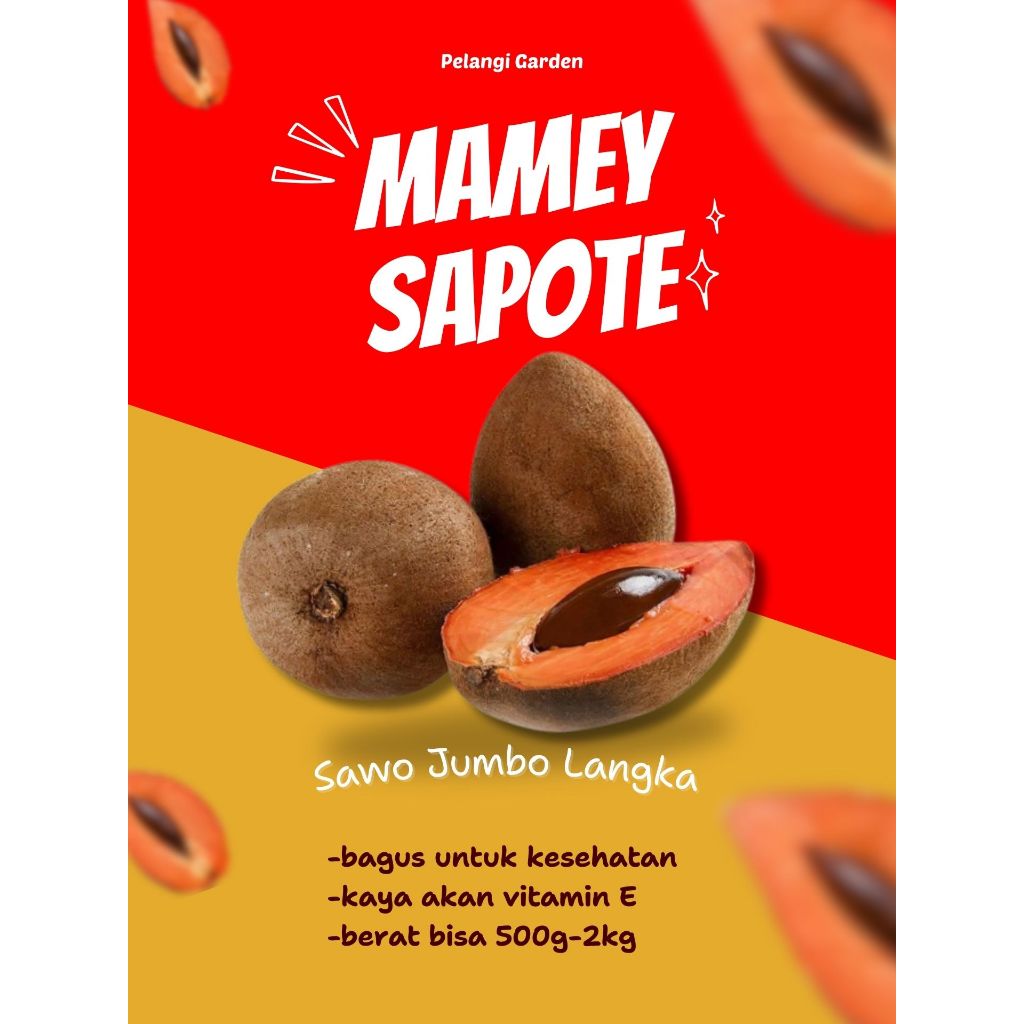 

DICARI-CARI !! Sawo Jumbo Ori