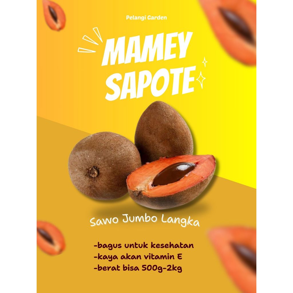 

BUAH SUPER !! Sawo Jumbo Super