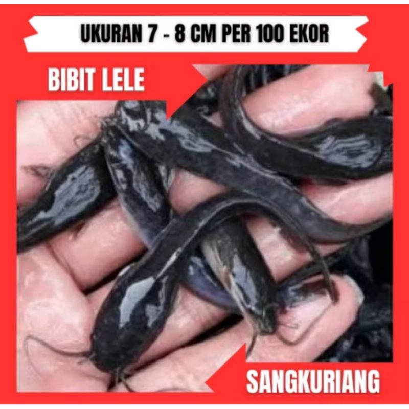 BIBIT LELE SANGKURIANG UKURAN 7-8 CM PER 100 EKOR