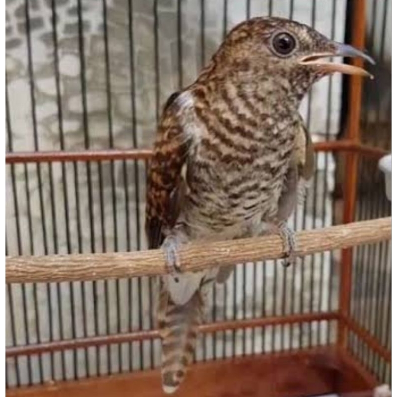 BURUNG KEDASIH JAWA COKLAT JANTAN