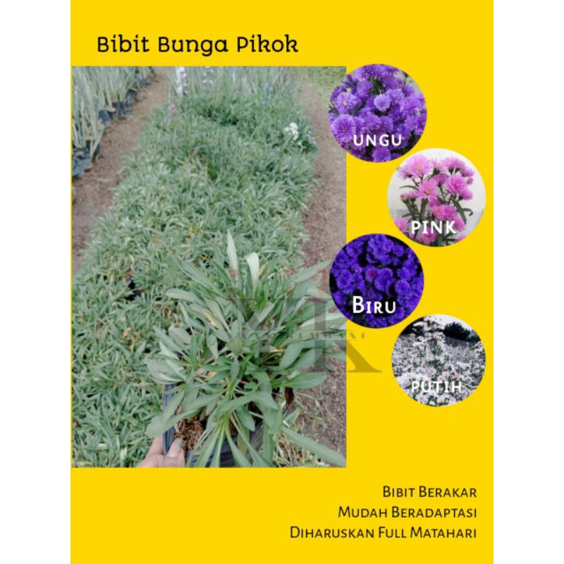 Bibit Tanaman Hias Pikok Aster Amellus Siap Berbunga Bibit grade A Super Yaas Kembang Id