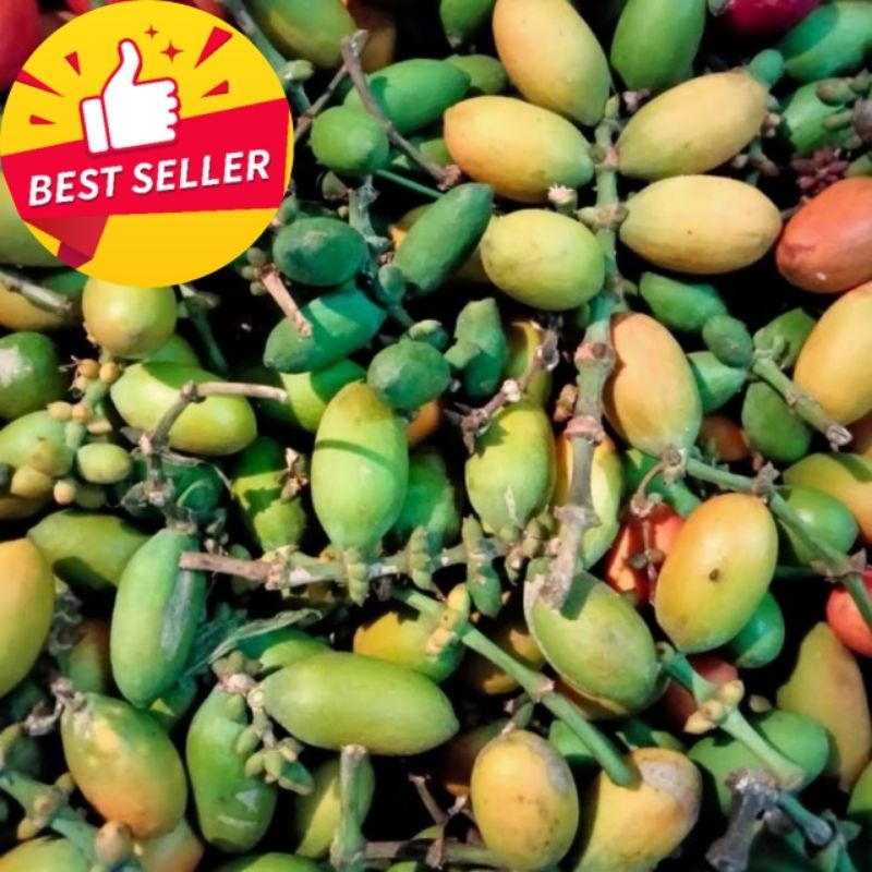 

Buah melinjo mentah segar 1kg buah melinjo cocok buat sayur asem