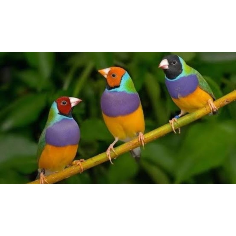 BURUNG GOLD AMADINE SATUAN DEWASA