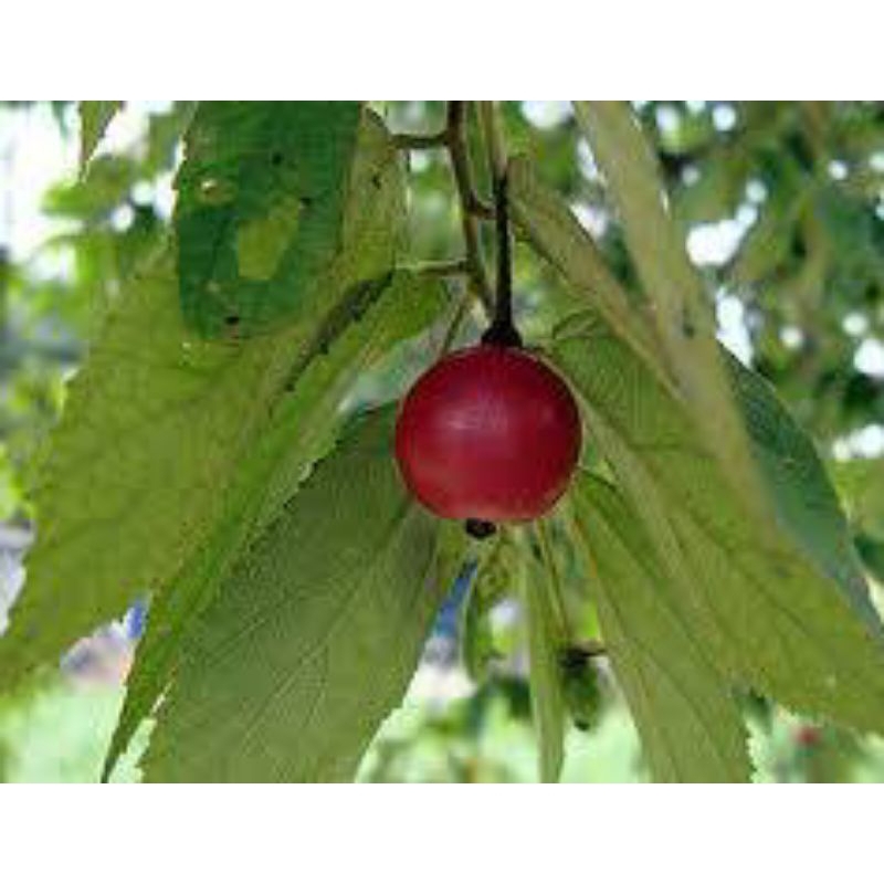 

daun kersen segar/talok/50g