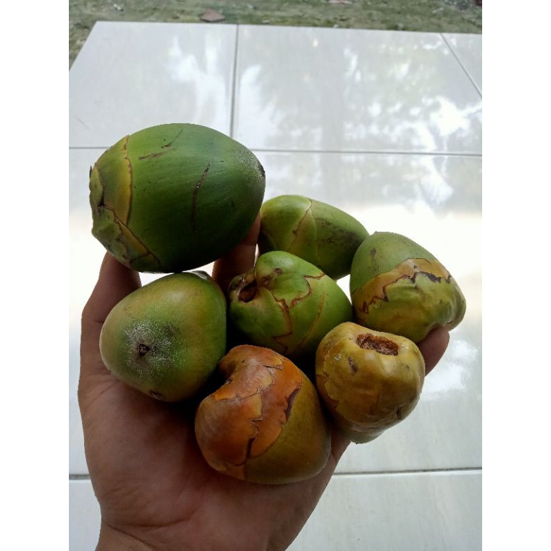 

Buah beluluk kelapa kecil fresh berkualitas per 10 biji