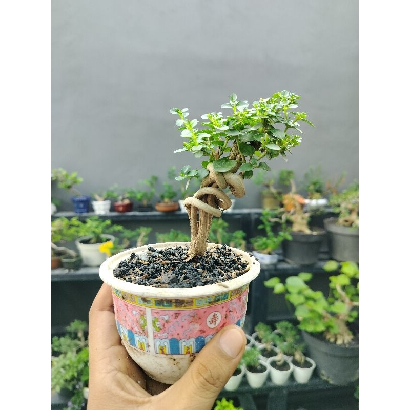 bonsai hidup