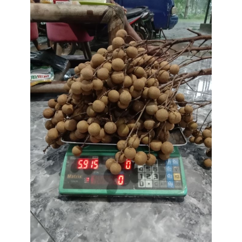 

Kelengkeng / Lengkeng Premium (New Kristal)[ 1 kg]