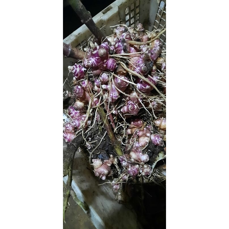 bibit umbi yakon 100g dapat 2-3 tanaman asli wonosobo harga promo