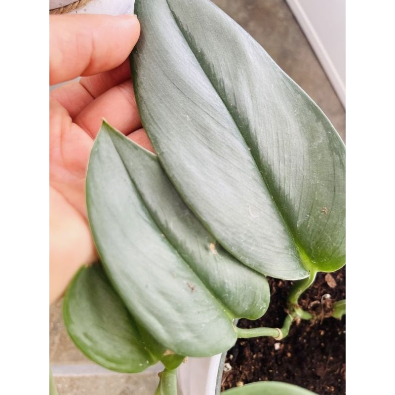 Tanaman Hias Scindapsus Moonlight/Scindapsus Silver