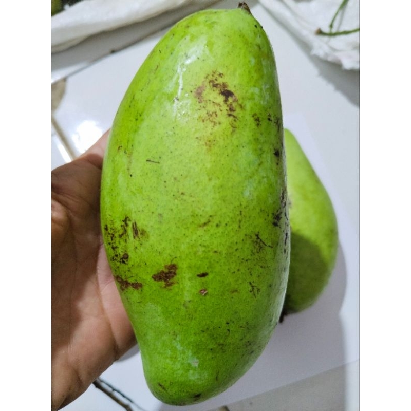 mangga golek mentah muda untuk rujak perkilo gram