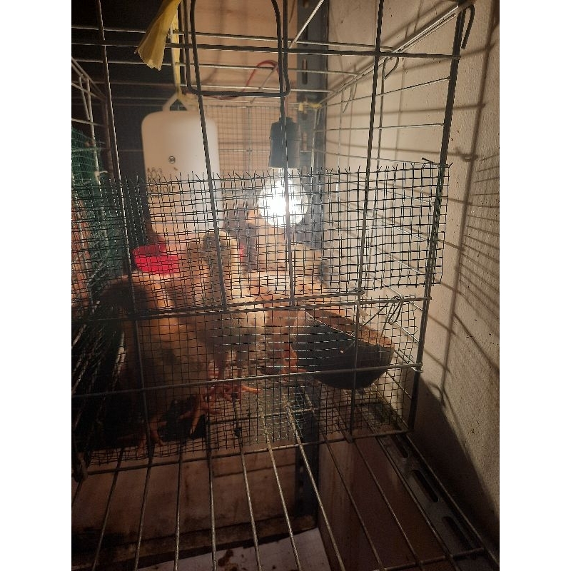 anak ayam petelur Bandung