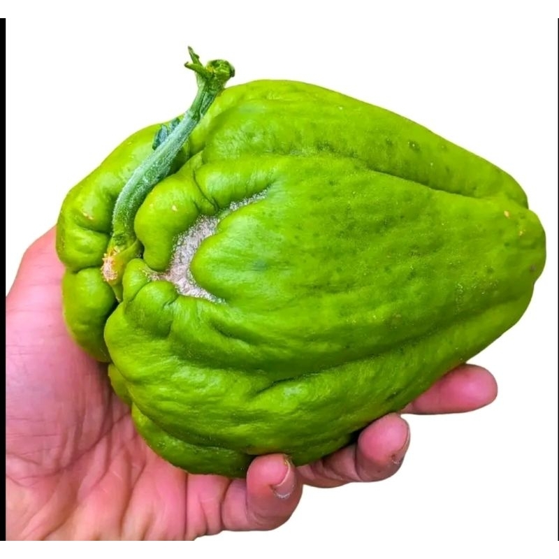 

Bibit labu Siam PRESH