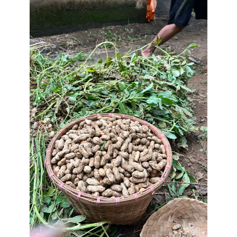 

kacang tanah asli trenggalek